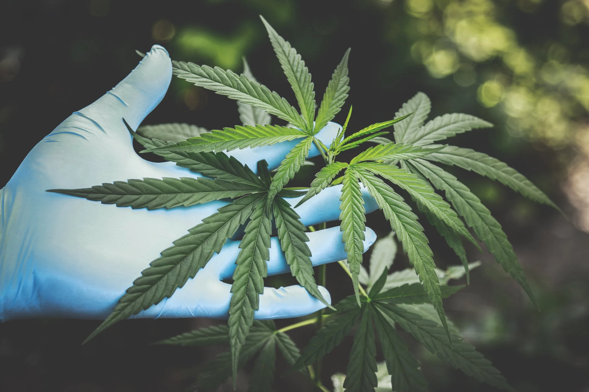 Why Are People Around You Turning Towards CBD Gummies?