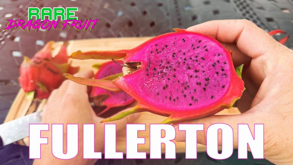 Dragon Fruit: Unveiling the Mysteries of This Exotic Delight