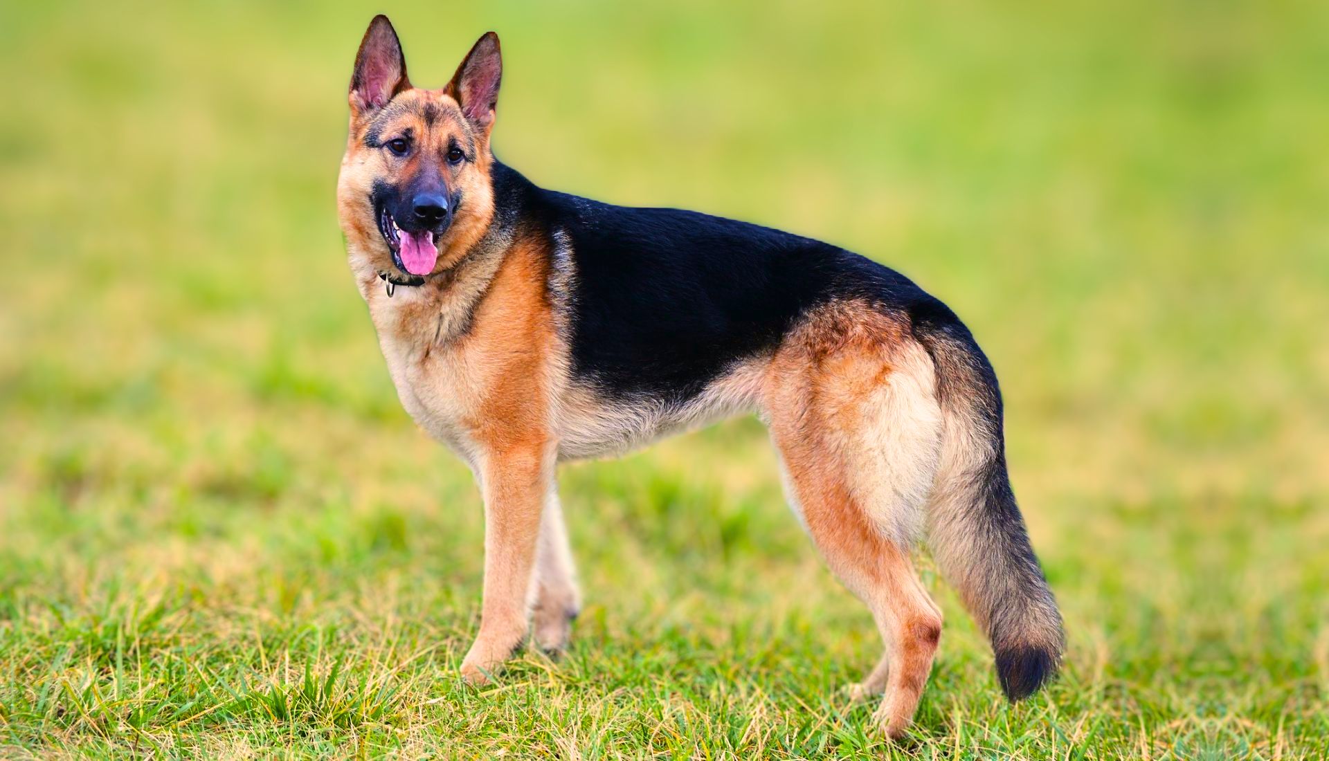 Critical Considerations for Buying a German Shepherd Puppy from Germany