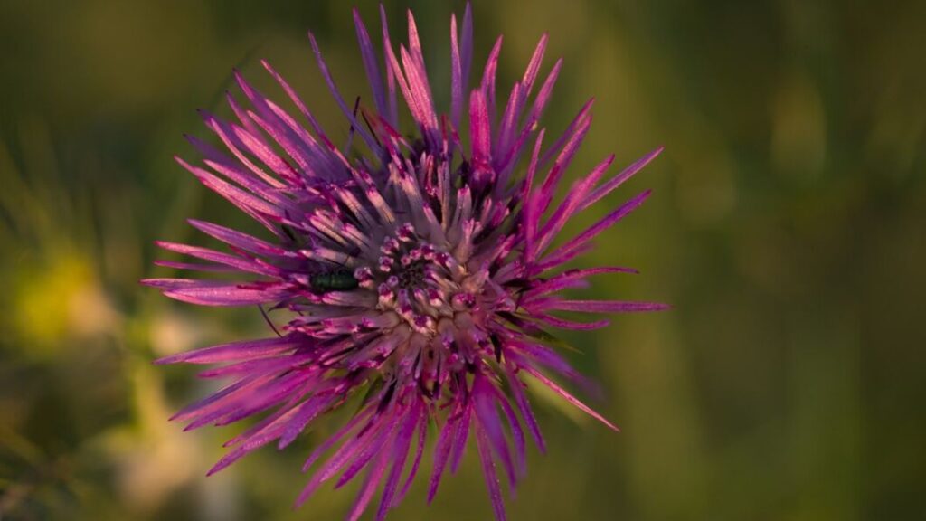 Pernithia Galnith: An Ecological Marvel Worth Protecting