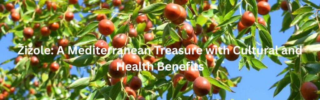 Žižole: A Mediterranean Treasure with Cultural and Health Benefits