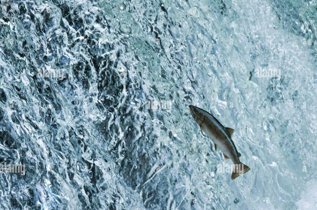 Swim Upstream: The Courage to Go Against the Flow