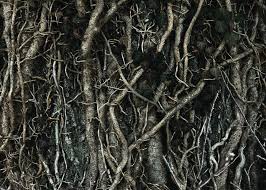 How Tree Roots Affect Your Drainage System and What to Do About It