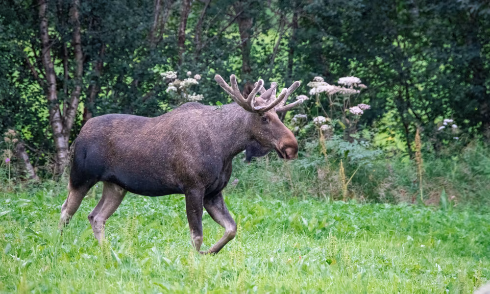 Viltnemnda: Norway's Wildlife Management Council