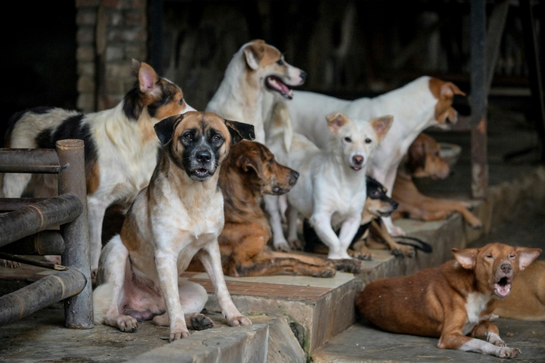 Jakarta’s dog meat ban divides
