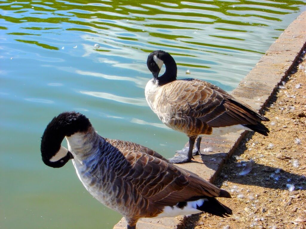How Conservation Can Save North America’s Migratory Birds