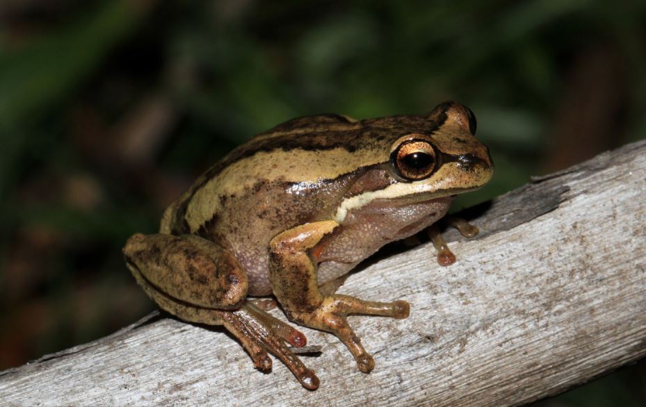 International frog meat trade spreads a deadly fungus
